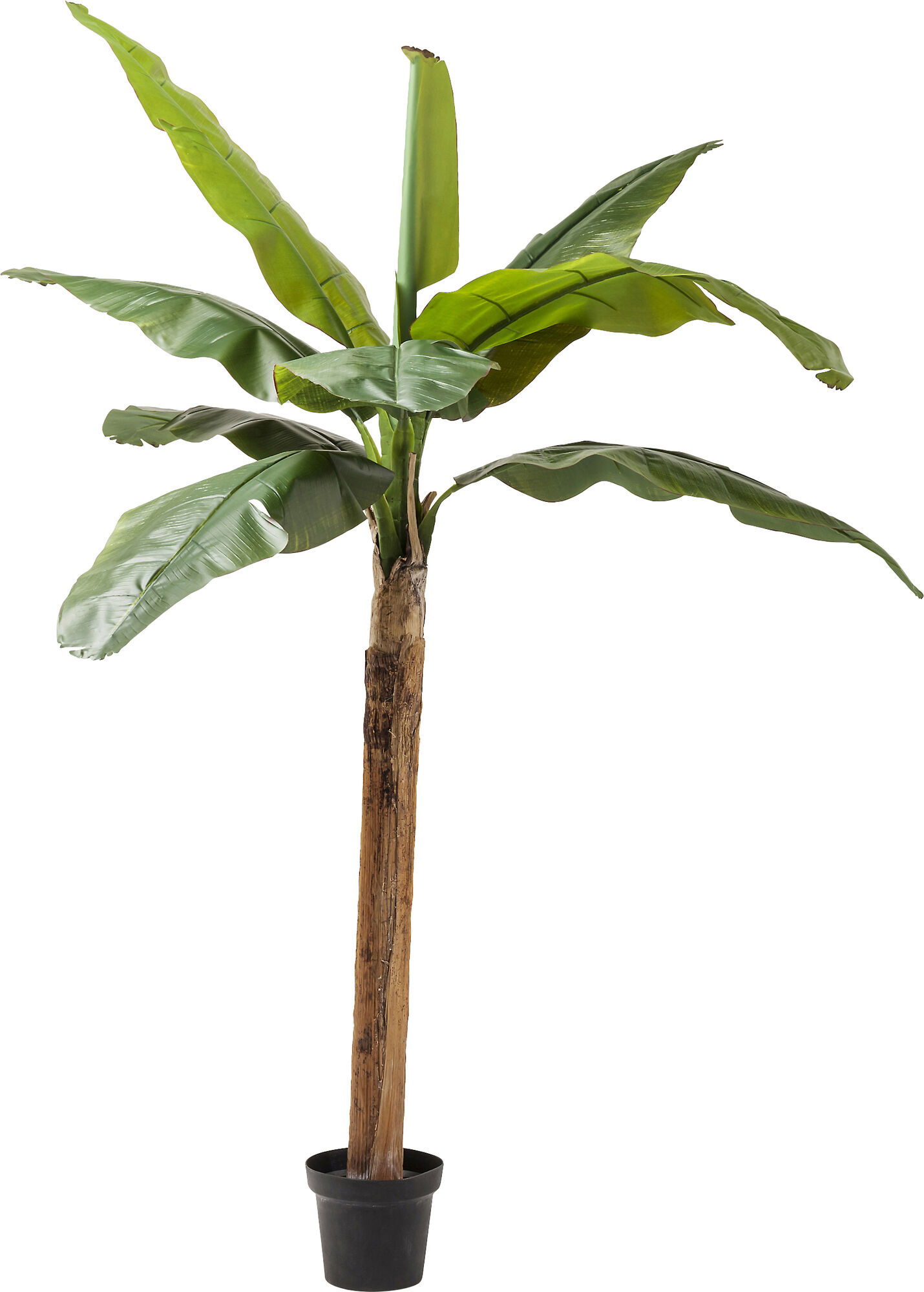 Planta decorativa Banana Tree 190cm – imagine-1.