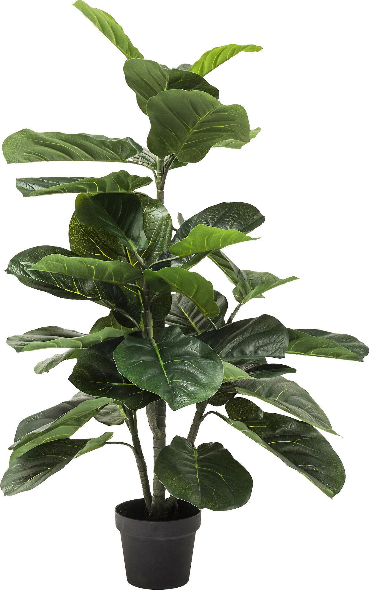 PIANTA DECORATIVA FIDDLE LEAF 120CM – immagine-1.