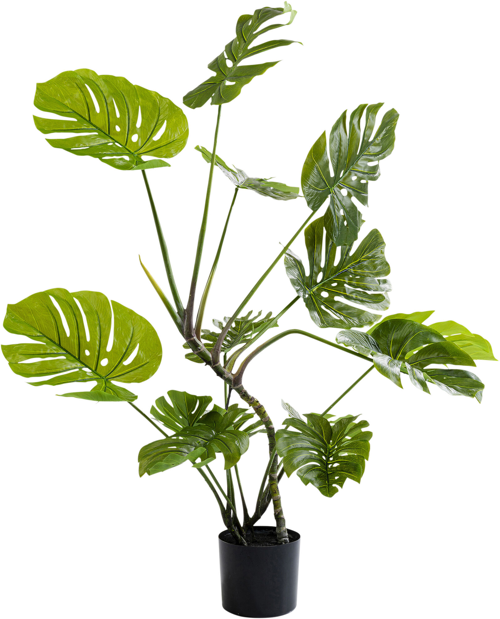  Monstera Művirág  110 Cm – kép-1.