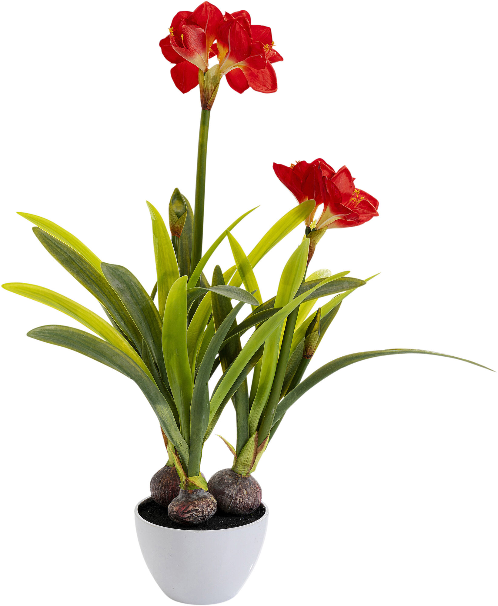 Декоративно растение Amaryllis Red 98cm – изображение-1.