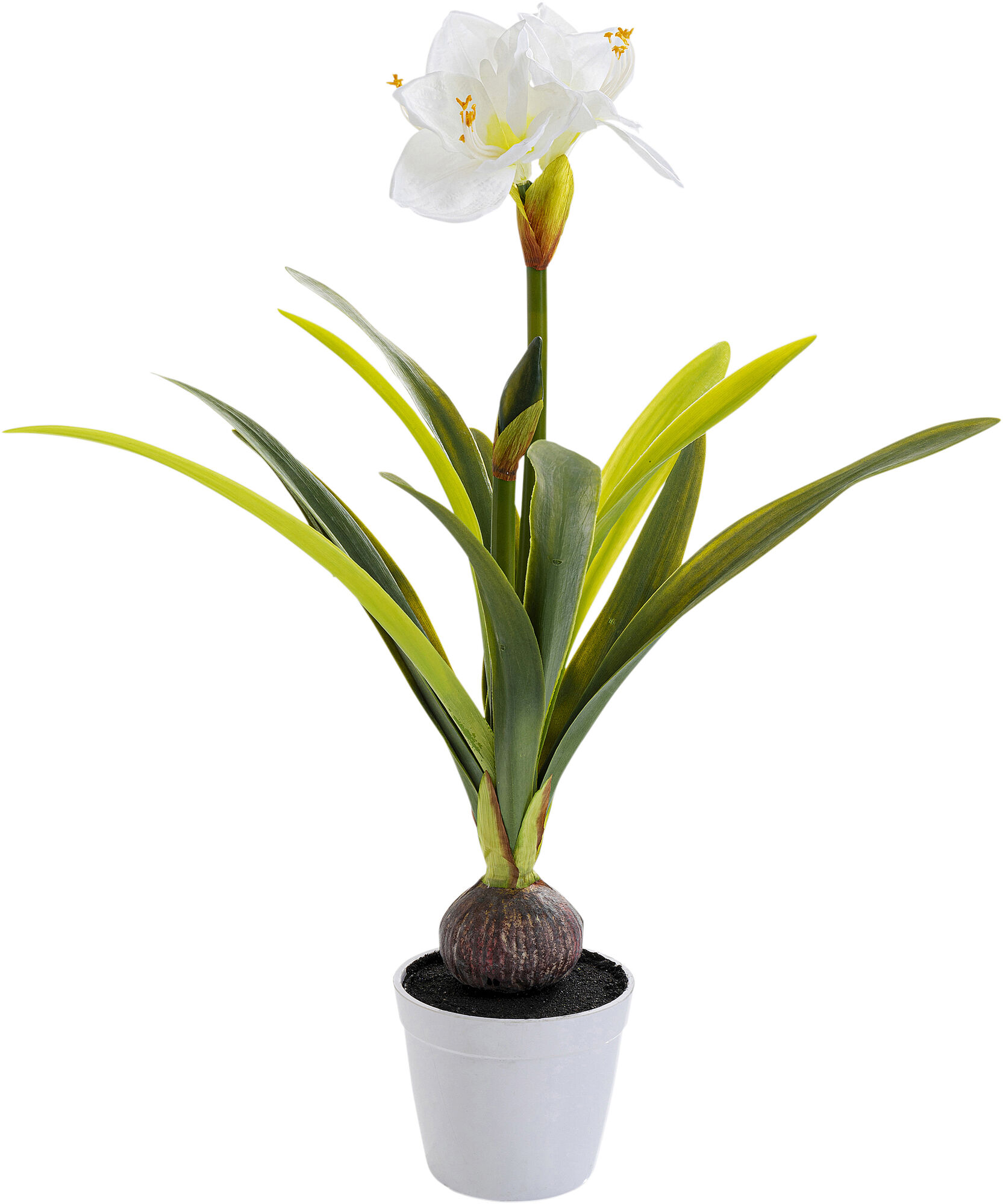 Planta decorativa Amaryllis Alba 78cm – imagine-1.