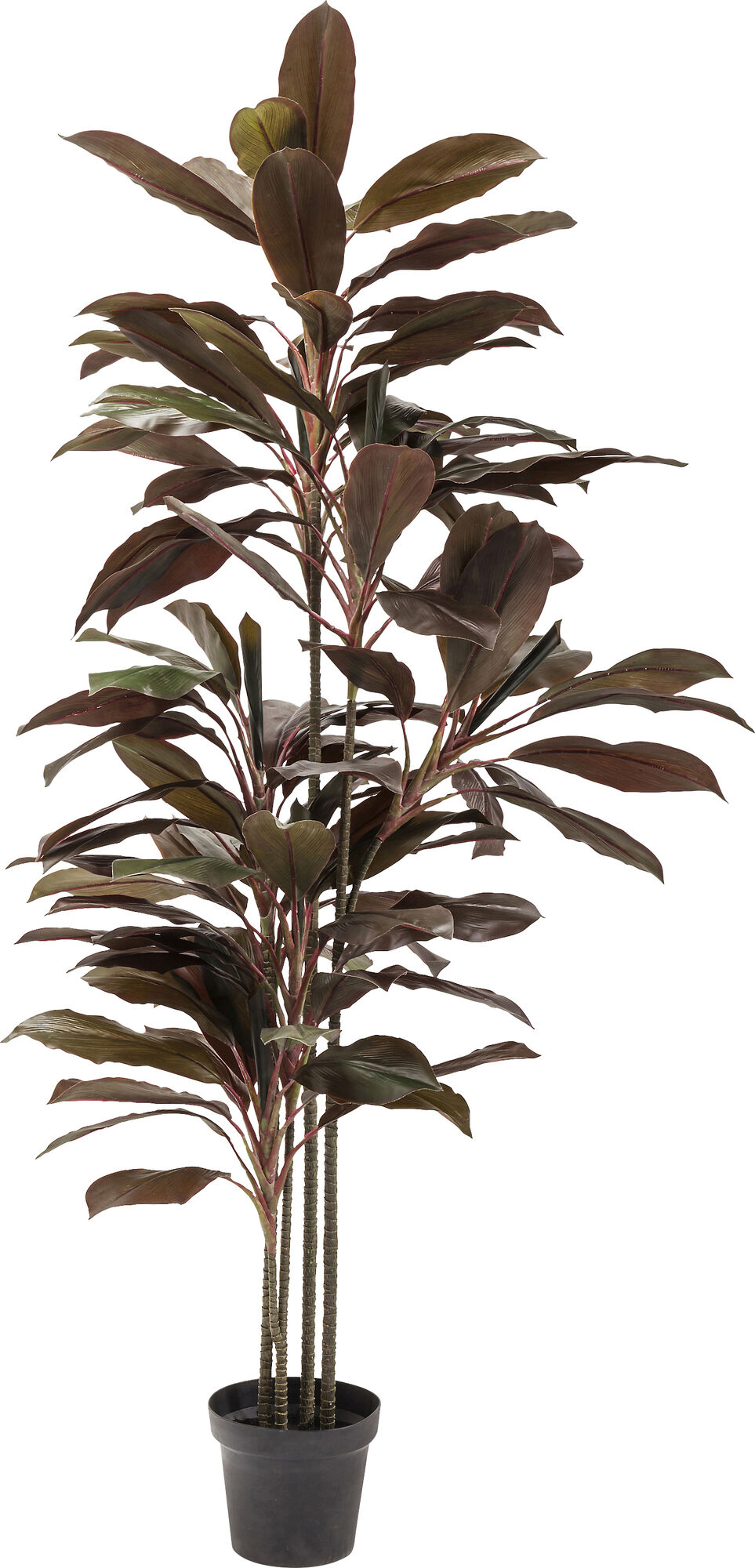 Roślina dekoracyjna Rainforest Red 170 cm – grafika-1.