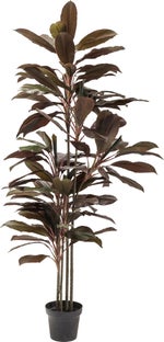 Roślina dekoracyjna Rainforest Red 170 cm – grafika-1.