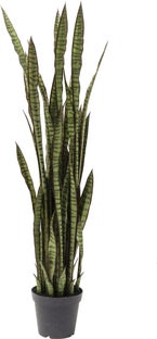 Planta decorativa Sansewieria 155cm – Imagen-1.