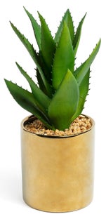 Roślina dekoracyjna Agawa złota doniczka 28 cm – obraz-1