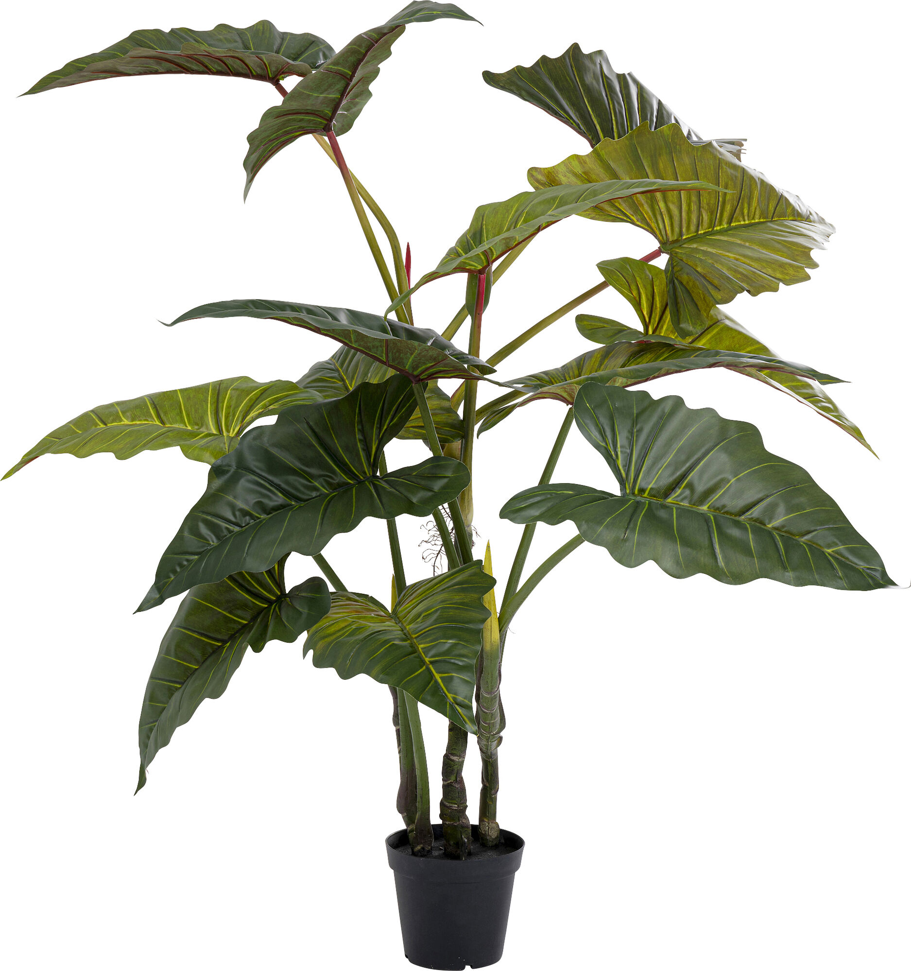 Деко растение Taro 180cm – изображение-1.