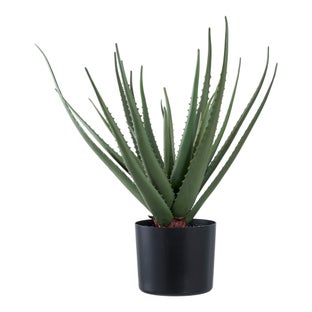 Roślina dekoracyna Aloe Vera 51 cm – grafika-1.