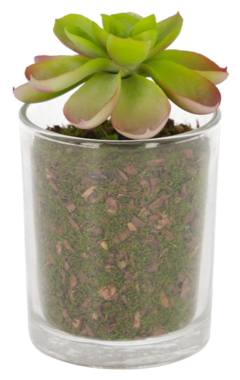 Roślina sztuczna Eonium szklana doniczka 11cm – obraz-1