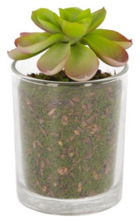 Roślina sztuczna Eonium szklana doniczka 11cm – obraz-1