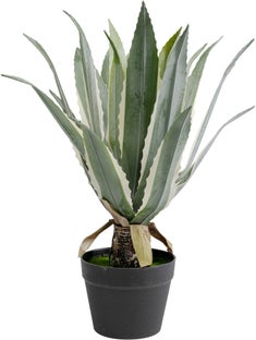 Pianta decorativa Agave 50cm – immagine-1.