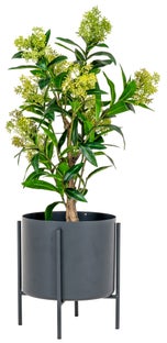 Roślina sztuczna do salonu skimmia 75 cm – grafika-1.