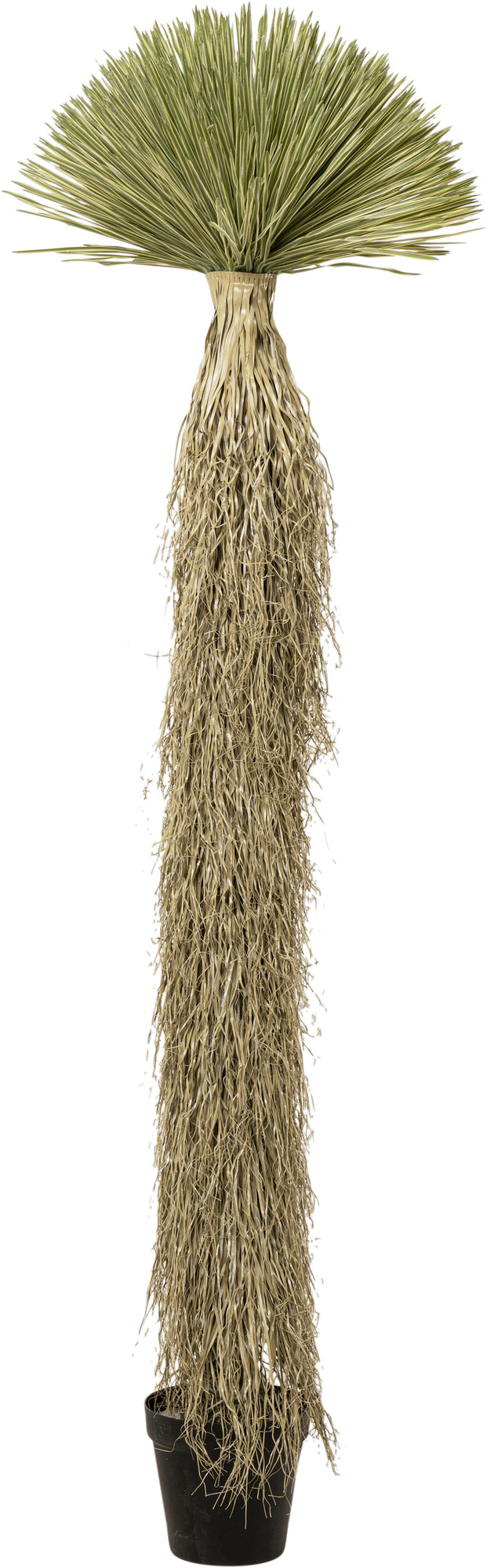 producto: Planta Deco Yucca Rostrata 240cm.
