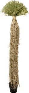 Planta Deco Yucca Rostrata 240cm – Imagen-1.