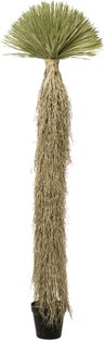 Dekorplante Yucca Rostrata 240cm – bilde-1.