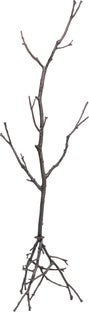 Stumtjener Tree Branch 183x47cm – bilde-1.